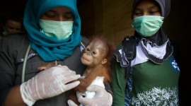 Ocalić orangutany LIFESTYLE, Film - Nat Geo Wild zaprasza w podróż do tropikalnego Borneo, gdzie biolog i fotograf Tim Laman, przyglądając się żyjącym na wolności orangutanom, szuka sposobów na ocalenie ich malejącej populacji.