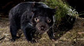 Prawdziwa historia diabła tasmańskiego LIFESTYLE, Film - „Diabeł tasmański: historia prawdziwa” - premiera w sobotę 31 grudnia o godz. 18:00 na kanale Nat Geo Wild.
