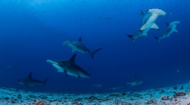 Sekrety podwodnego królestwa rekinów LIFESTYLE, Film - Badacze National Geographic wyruszają w podróż przez bajeczne Galapagos, by dotrzeć tam, gdzie do tej pory było niewielu.„Arcytrudna misja: dzikie Galapagos” - premiera w sobotę 25 lutego o godz. 18:00 na Nat Geo Wild.
