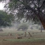 "Wielkie koty kontra deszcz" w marcu na Nat Geo Wild