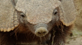 Podróż przez „Dziką Argentynę” w czerwcu na antenie Nat Geo Wild LIFESTYLE, Film - „Dzika Argentyna” – premiery w niedziele od 4 czerwca o godz. 18:00 na Nat Geo Wild.