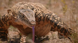 "Tydzień potwornickich" na Nat Geo Wild LIFESTYLE, Film - Nat Geo Wild zaprasza na spotkania z najgroźniejszymi drapieżcami na świecie.