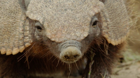 Podróż przez "Dziką Argentynę" z Nat Geo Wild