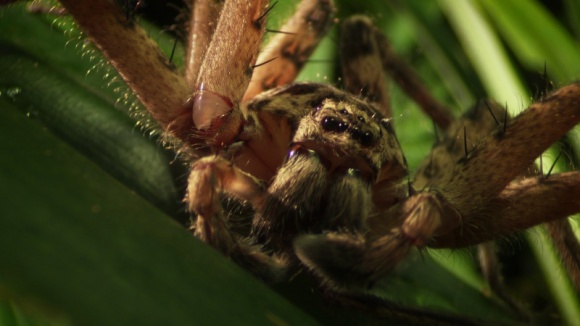 Nat Geo Wild prezentuje najgroźniejsze zwierzęta Australii