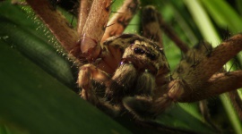 Nat Geo Wild prezentuje najgroźniejsze zwierzęta Australii LIFESTYLE, Film - Nat Geo Wild zaprasza na spotkania z najniebezpieczniejszymi zwierzętami, zamieszkującymi północne tereny Australii.